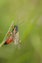 Tenthredopsis stigma
