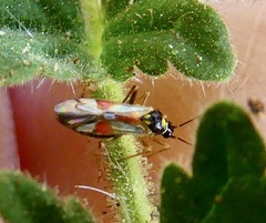 Tupiocoris californicus