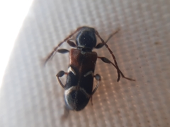 Phymatodes alni