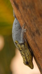Lygodactylus picturatus