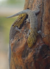 Lygodactylus picturatus