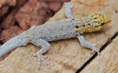 Lygodactylus picturatus
