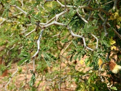 Ebenopsis caesalpinioides