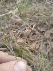 Achillea asiatica