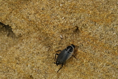 Phyllodromica megerlei