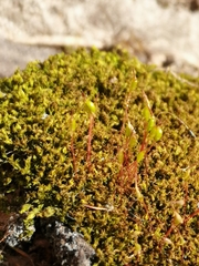 Bryophyta
