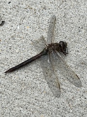 Anax junius
