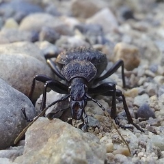 Cychrus tuberculatus
