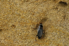 Phyllodromica megerlei