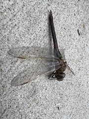 Anax junius