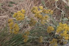 Helichrysum callicomum