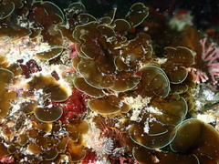 Exallosorus harveyanus