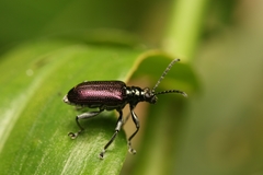 Lema chalcoptera