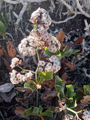 Limonium peregrinum