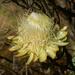 Protea caffra kilimandscharica - Photo (c) bryanadkins, alguns direitos reservados (CC BY-NC)