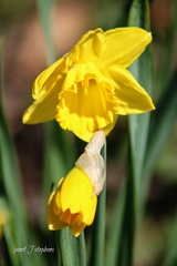 Narcisseae