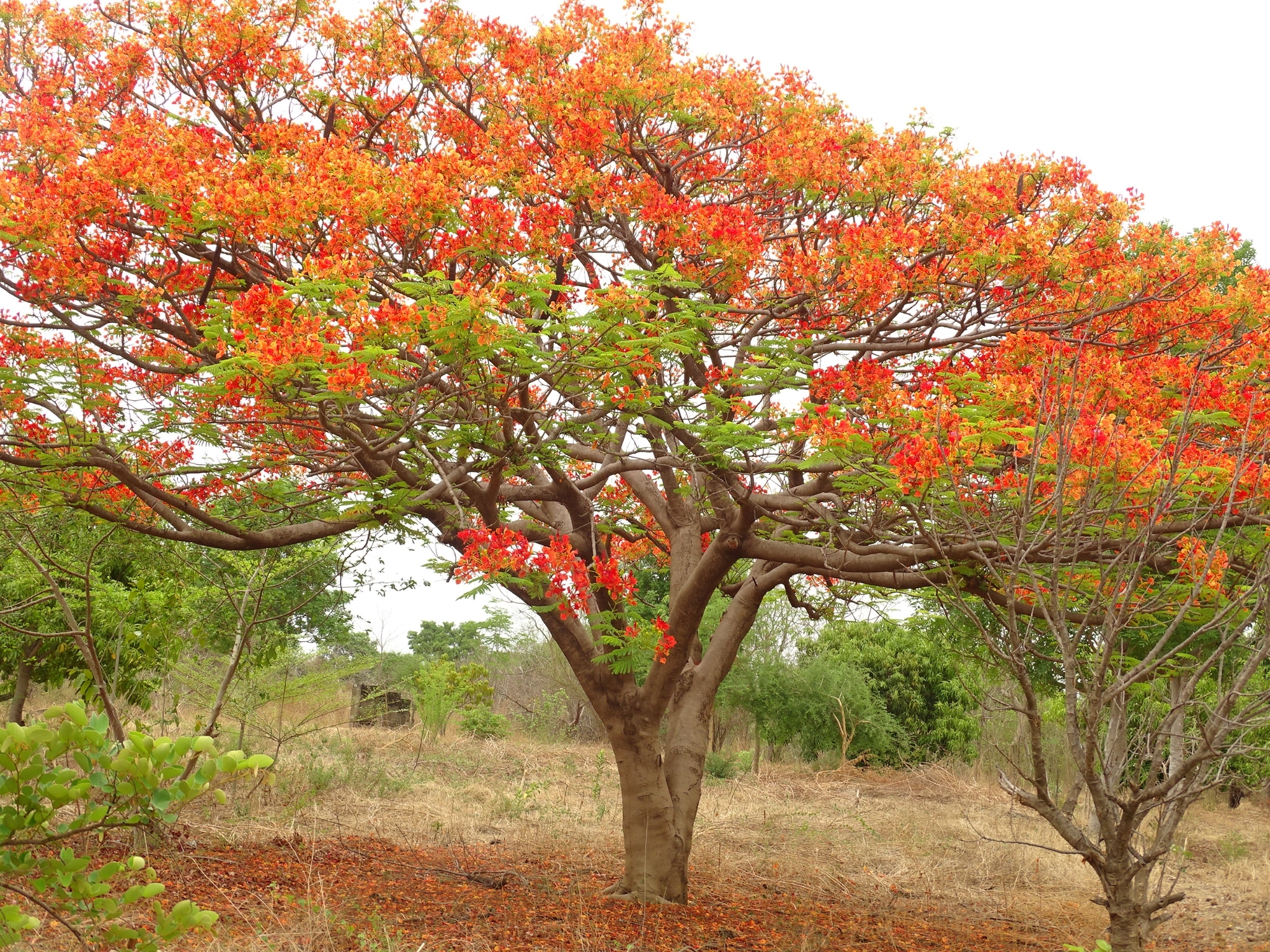 Delonix regia (Bojer ex Hook.) Raf. 2