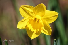 Narcisseae