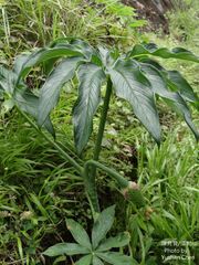 Arisaema formosanum