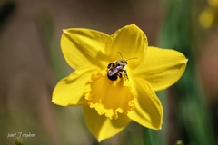 Narcisseae