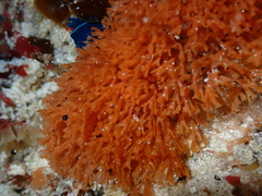 Menipea crispa