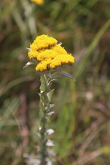 Helichrysum glomeratum