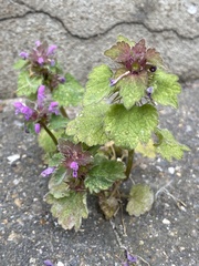 Lamium purpureum