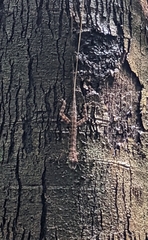 Anolis frenatus
