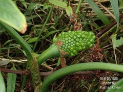 Arisaema formosanum