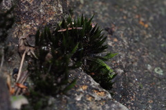 Campylopus umbellatus