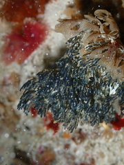 Virididentula dentata