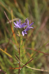 Wahlenbergia huttonii