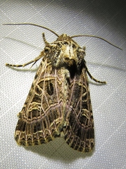 Sideridis reticulata