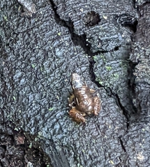 Silverstoneia flotator