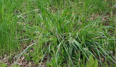 Capsella bursa-pastoris