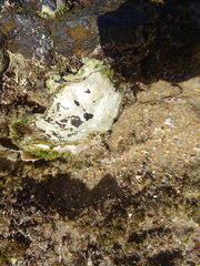 Striostrea margaritacea