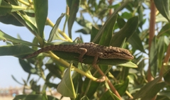 Pristurus flavipunctatus