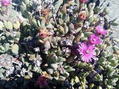 Antimima granitica