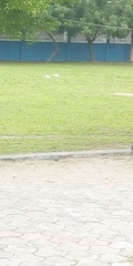Bubulcus ibis
