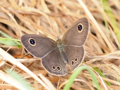 Ypthima argus