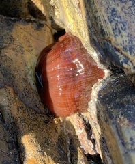 Actinia ebhayiensis