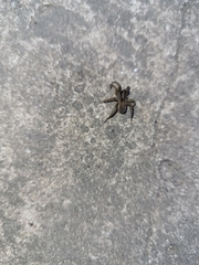Araneae