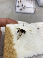Volucella