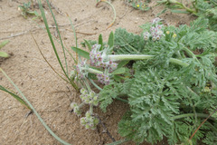 Daucus pumilus
