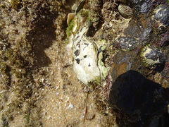 Striostrea margaritacea