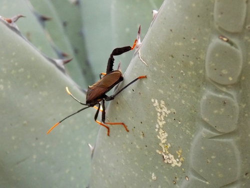 Giant Agave Bug