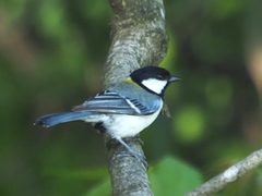 Parus minor