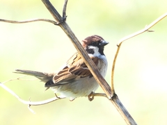 Passer montanus