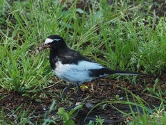 Motacilla grandis