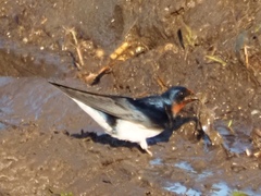 Hirundo rustica